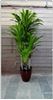 Picture of Artificial Plant