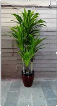 Picture of Artificial Plant