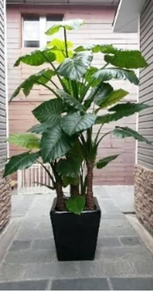 Picture of Artificial Plant